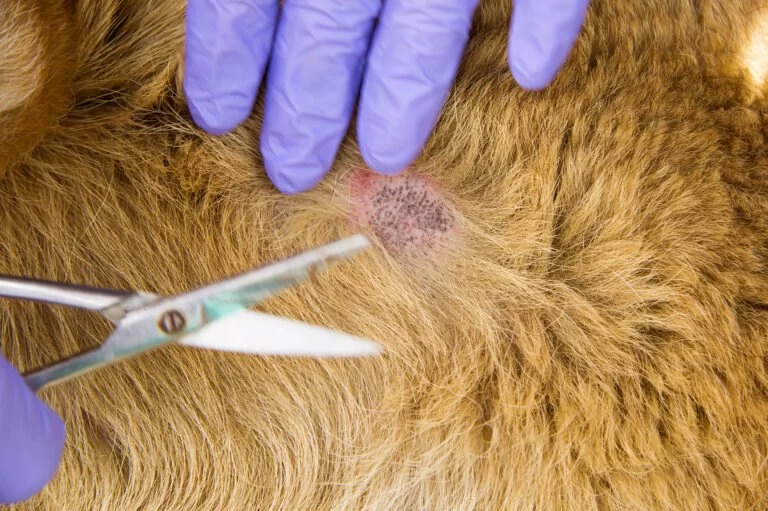 How to Identify and Treat Hot Spots on Dogs Before Infection Sets In With Natural Remedies