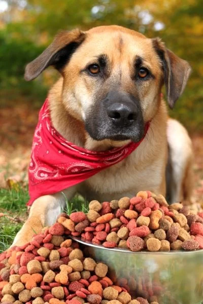Best Dog Foods for Large Breed Adults: Nutrition and Care Tips for Healthy Giants