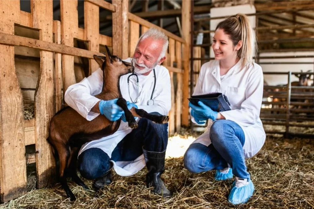 A Doctor and a Veterinarian: Understanding the Differences and Shared Dedication