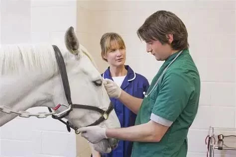 What Does a Veterinarian Do? Daily Duties, Specialties, and Career Path Explained