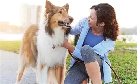 Where Can I Buy Purina Veterinary Diets? A Complete Guide for Pet Owners