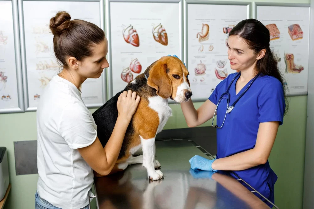 What Are the Work Hours for a Veterinarian? A Realistic Look into the Daily Life