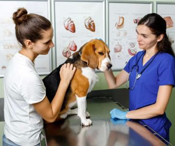 What Are the Work Hours for a Veterinarian? A Realistic Look into the Daily Life
