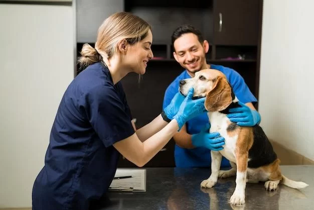 What You Need to Know to Be a Veterinarian: Skills, Schooling & Career Path
