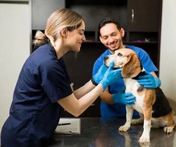 What You Need to Know to Be a Veterinarian: Skills, Schooling & Career Path