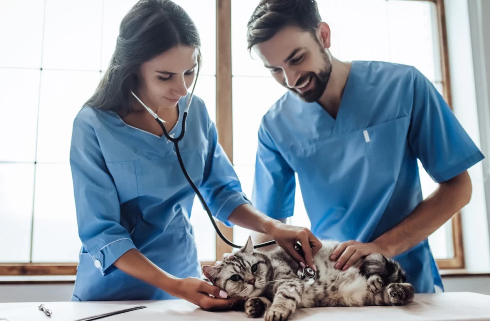 Is It Too Late to Become a Veterinarian? A Realistic Look at Midlife Vet Careers