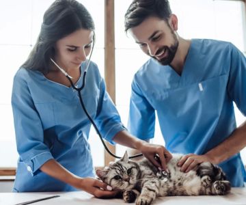Is It Too Late to Become a Veterinarian? A Realistic Look at Midlife Vet Careers
