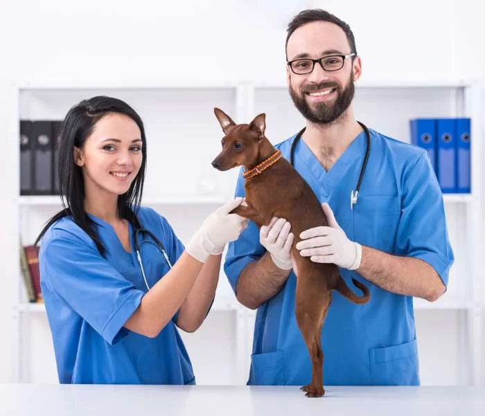 The Real Life of a Veterinarian Assistant: Duties, Skills & Career Insights