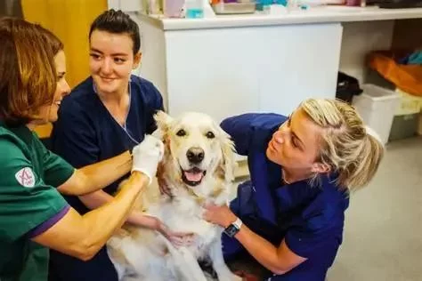 How Has Veterinary Medicine Changed Over the Years?