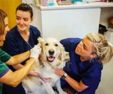 How Has Veterinary Medicine Changed Over the Years?