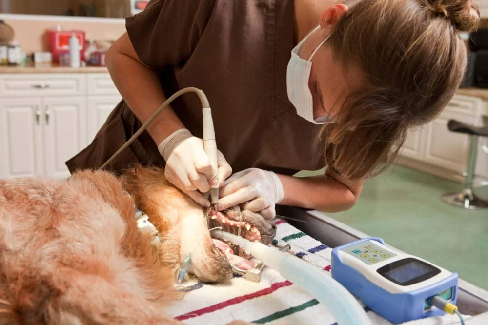 How Long Does It Take to Become a Veterinary Dentist? Timeline, Training & Tips