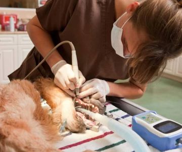 How Long Does It Take to Become a Veterinary Dentist? Timeline, Training & Tips