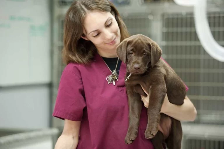 What Is a Certified Veterinary Assistant and How to Become One