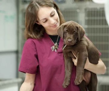 What Is a Certified Veterinary Assistant and How to Become One