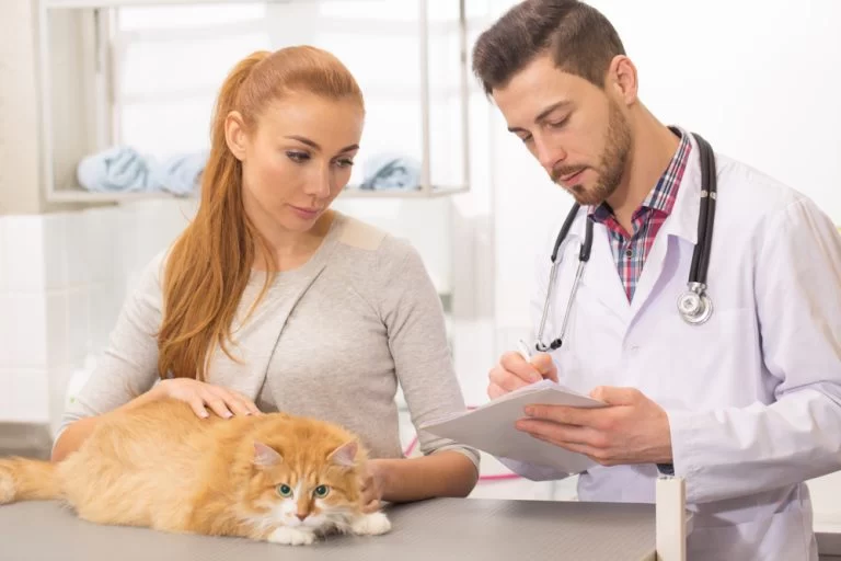 How to Spell Veterinary Correctly and Why It Matters