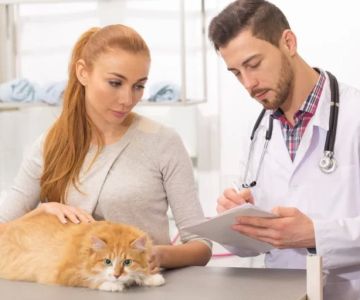How to Spell Veterinary Correctly and Why It Matters