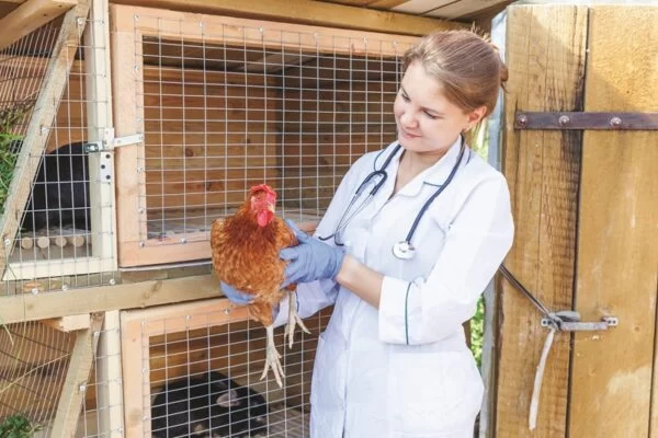 How to Become a Poultry Veterinarian: Career Path and Real-World Advice