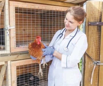 How to Become a Poultry Veterinarian: Career Path and Real-World Advice