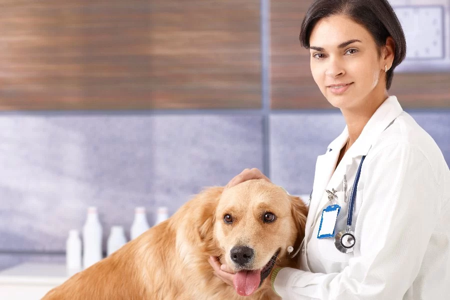 Cómo Se Escribe Veterinario en Inglés: Understanding the Term and Profession