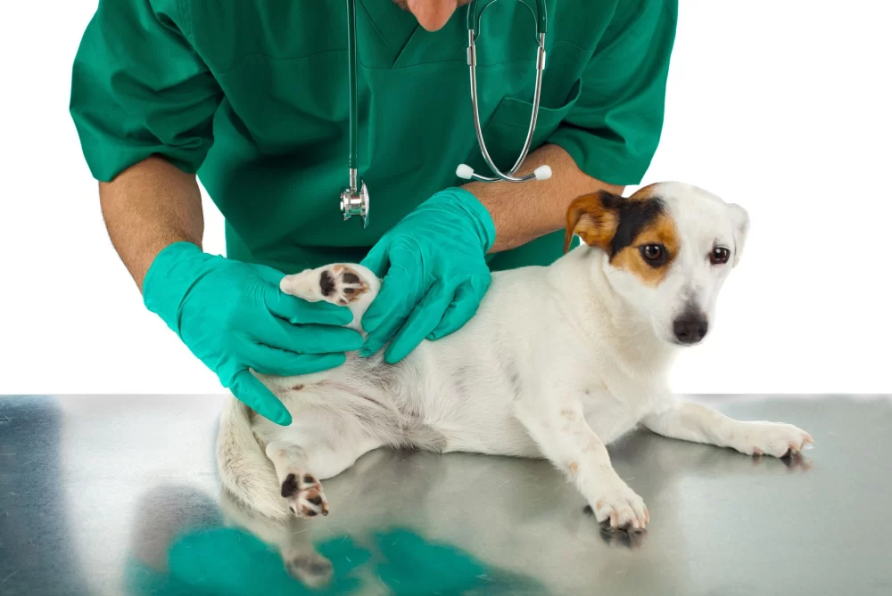 What Is a Veterinarian Dermatologist? Understanding Pet Skin Specialists