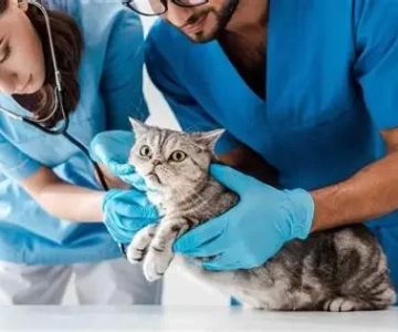 Qué es un médico veterinario y por qué su rol es crucial para humanos y animales