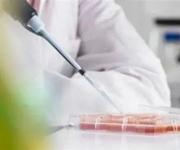 How Could Stem Cells Be Used in Veterinary Medicine: Breakthroughs, Cases, and Future Impact