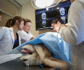 Everything You Need to Know About Studying a Degree 