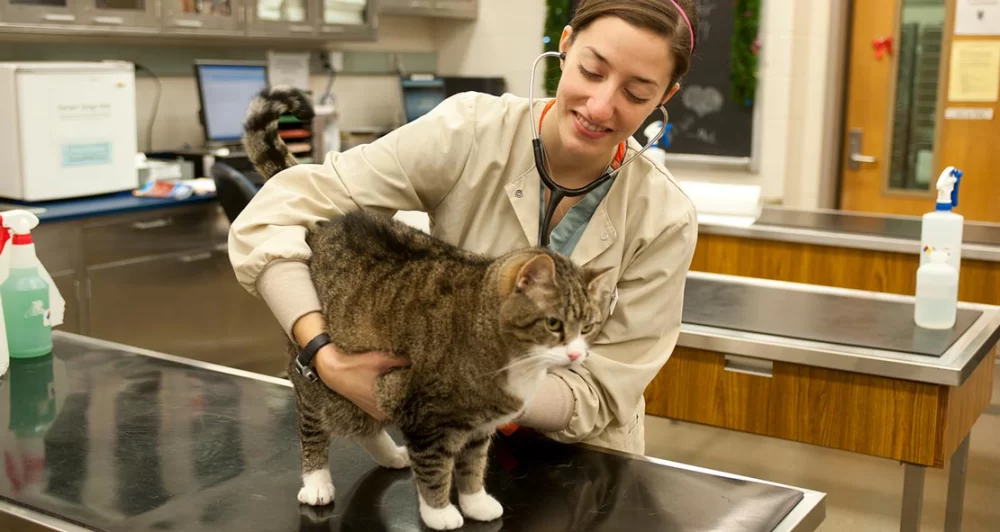 What Is a Veterinarian Major Called? A Full Guide to Veterinary Degrees