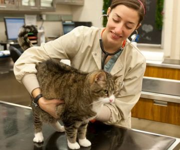 What Is a Veterinarian Major Called? A Full Guide to Veterinary Degrees