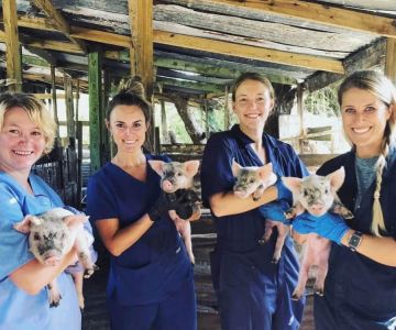 How Much Schooling Do You Need to Be a Veterinarian