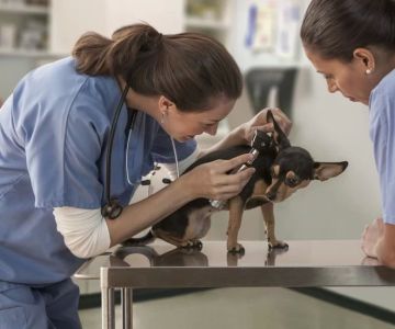 What Is a Veterinary Physician and Why They Matter More Than Ever