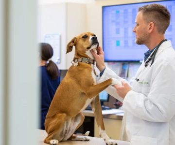 What Is the Veterinarian Salary? Insights, Stories, and Career Outlook
