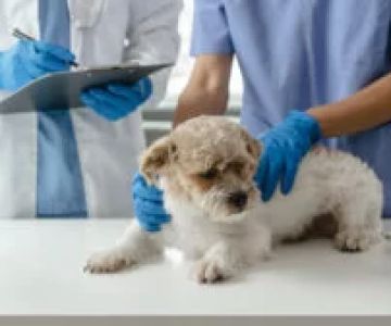 What Does BCS Stand for in Veterinary Medicine? A Guide for Pet Owners