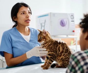 How to Open a Veterinary Practice: A Step-by-Step Guide for Aspiring Vets