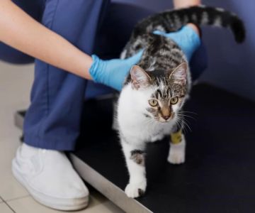 What to Ask a Veterinarian: Smart Questions Every Pet Owner Should Know