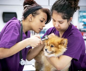 How to Become a Veterinary Lab Technician: A Step-by-Step Career Guide