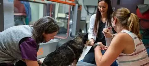 What Skills Are Required for a Veterinarian: A Complete Career Guide