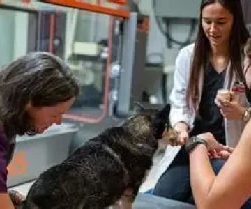 What Skills Are Required for a Veterinarian: A Complete Career Guide
