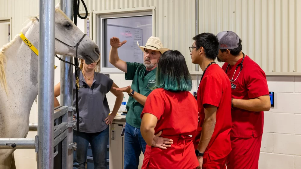 What Do You Need to Know to Be a Veterinarian: Skills, School & Realities