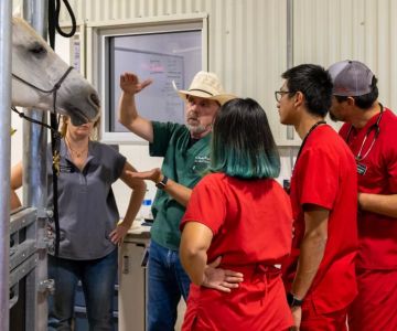 What Do You Need to Know to Be a Veterinarian: Skills, School & Realities