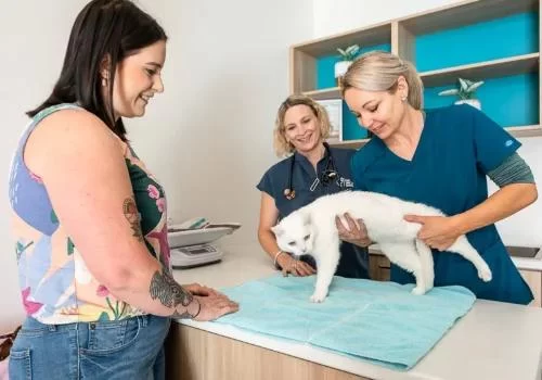 Why A Cat’s Place Veterinary Hospital Is the Gold Standard in Feline Care
