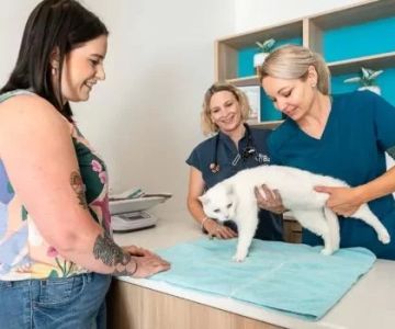 Why A Cat’s Place Veterinary Hospital Is the Gold Standard in Feline Care