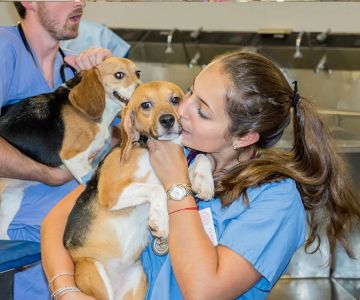 What Degree Do You Need to Be a Zoo Veterinarian? Your Complete Guide to Starting a Career with Wild Animals