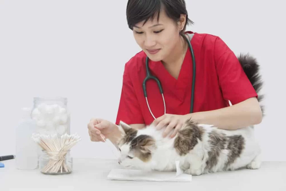 Do You Regret Becoming a Veterinarian? Real Stories, Honest Reflections, and What You Should Know