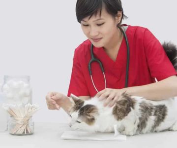 Do You Regret Becoming a Veterinarian? Real Stories, Honest Reflections, and What You Should Know