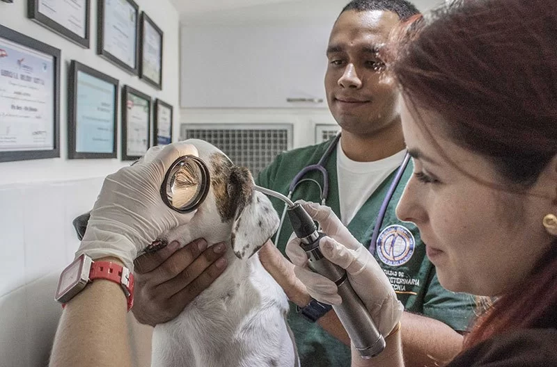 How to Become a Veterinarian Step by Step