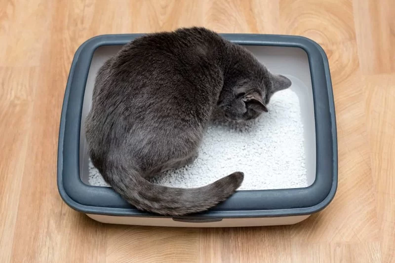 Why Is My Cat Avoiding the Litter Box and Hiding? Causes and Solutions