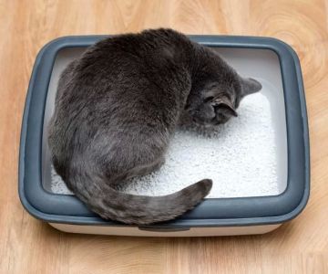Why Is My Cat Avoiding the Litter Box and Hiding? Causes and Solutions