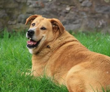 Dog Bloated Stomach and Pain: Symptoms, Dangers, and What to Do