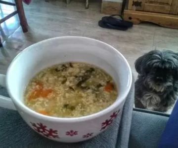 Can Dogs Eat Vegetable Broth? What Pet Owners Need to Know